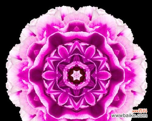 探寻粉色曼陀罗花的寓意和传承 粉色曼陀罗的花语——爱与美的象征