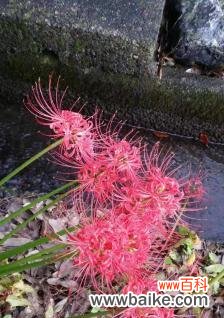 曼珠沙华花语的含义与传说 粉色曼珠沙华花语