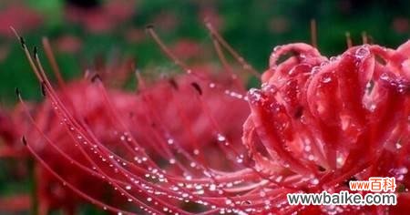 曼珠沙华花语的含义与传说 粉色曼珠沙华花语