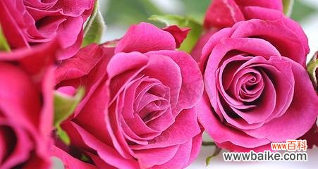 探寻粉色玫瑰所代表的爱情与美丽 粉色玫瑰的浪漫意义