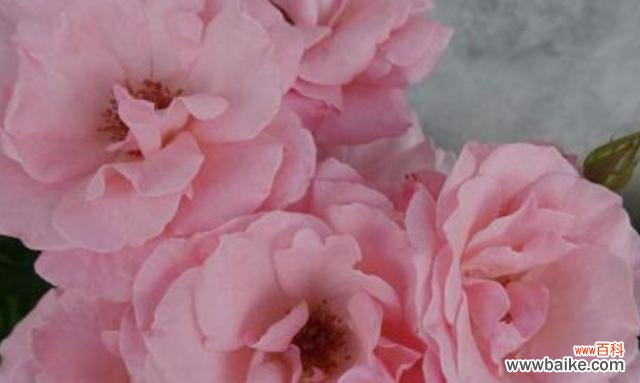 爱与美的象征-粉色玫瑰 粉色玫瑰的含义