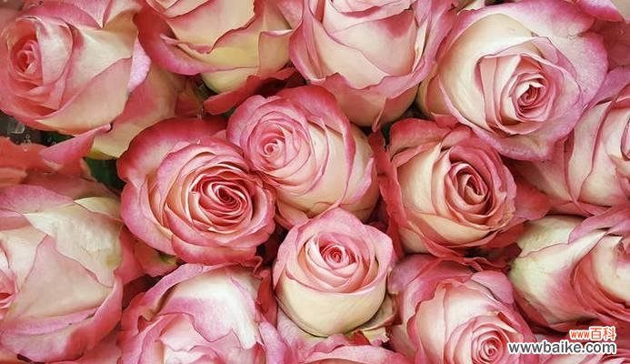 爱与美的象征-粉色玫瑰 粉色玫瑰的含义