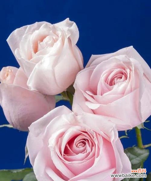 爱与美的象征-粉色玫瑰 粉色玫瑰的含义