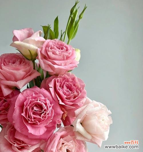 探索粉色玫瑰花的花语和象征意义 粉色玫瑰花的含义及象征