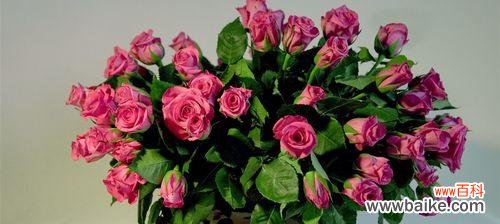 探索粉色玫瑰花的花语和象征意义 粉色玫瑰花的含义及象征