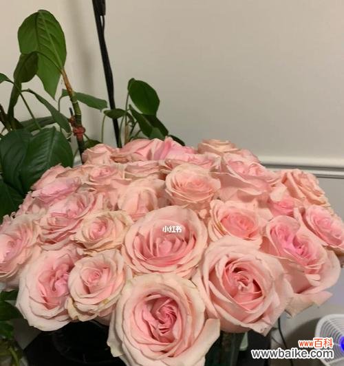 绽放爱意的粉色玫瑰花 粉色玫瑰花的花语——爱与温柔