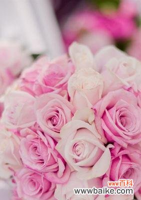 解读粉色玫瑰的浪漫与温柔 粉色玫瑰