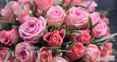 绽放爱意 粉色玫瑰花的浪漫寓意
