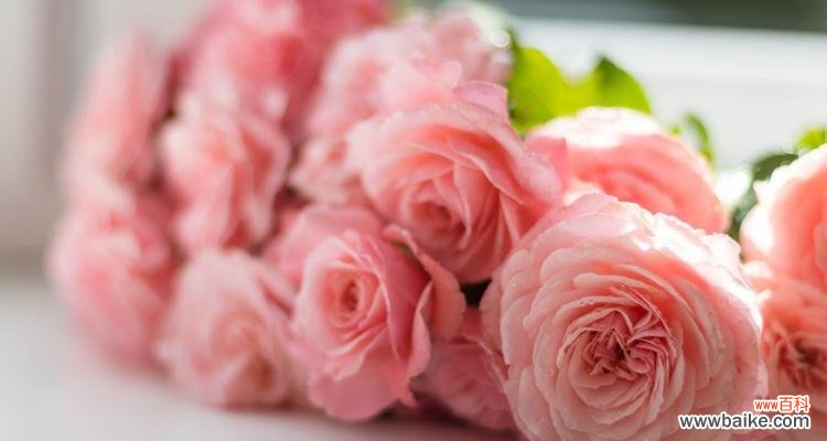 绽放爱意 粉色玫瑰花的浪漫寓意