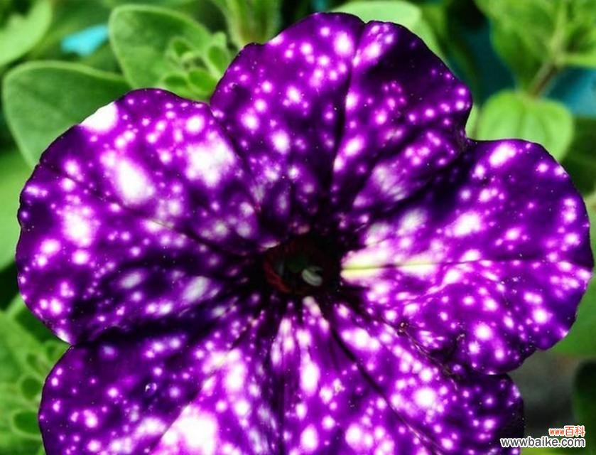 两朵紫色牵牛花的寓意是什么?牵牛花的花语有哪些?