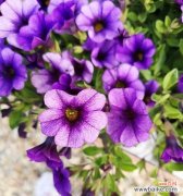 两朵紫色牵牛花的寓意是什么？牵牛花的花语有哪些？