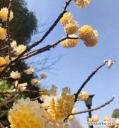 哪些花寓意团结和谐？团结和谐花的象征意义是什么？