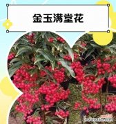 步步高升花寓意何在？象征意义是什么？