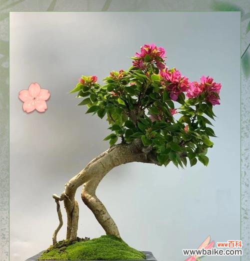 如何理解浪漫花语35179的深层含义？