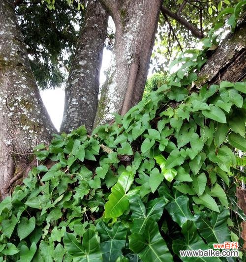 如何理解浪漫花语35179的深层含义？