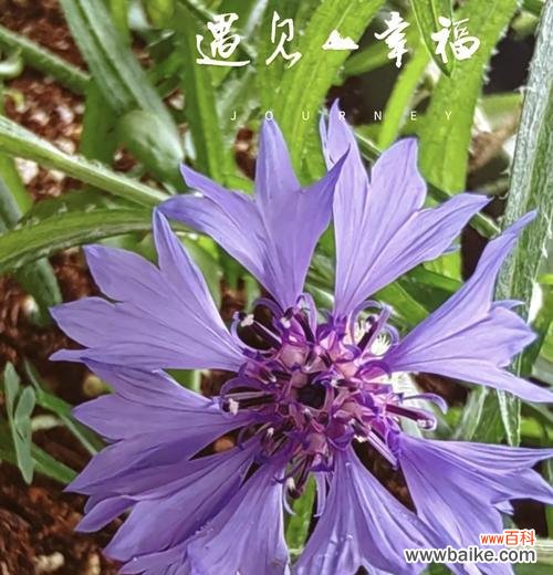 如何理解浪漫花语35179的深层含义？