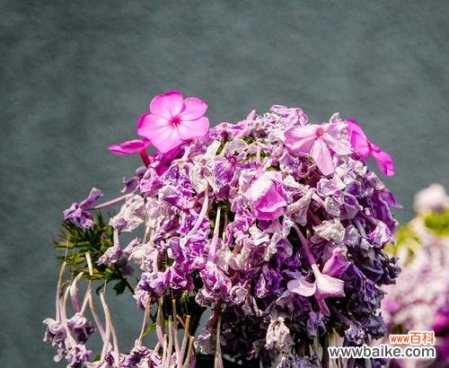 什么花寓意富贵子？它们的花语有哪些？