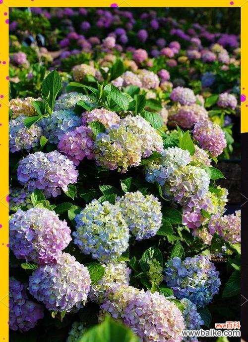 什么花寓意富贵子？它们的花语有哪些？