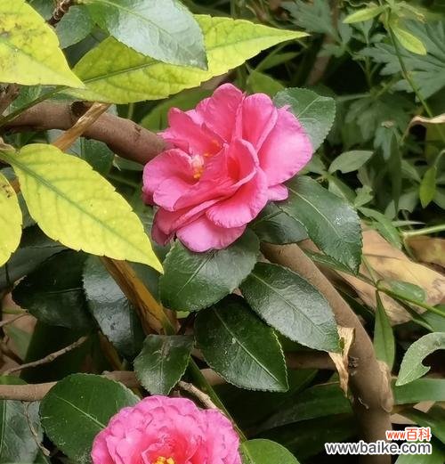黑色海芋花代表什么?它的寓意是什么?