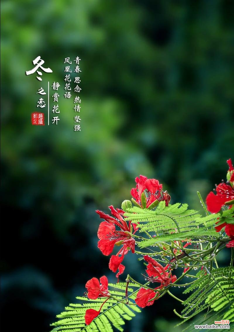 哪种花的花语表示如意？