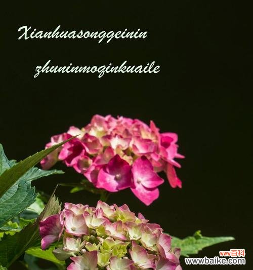 哪种花的花语表示如意？