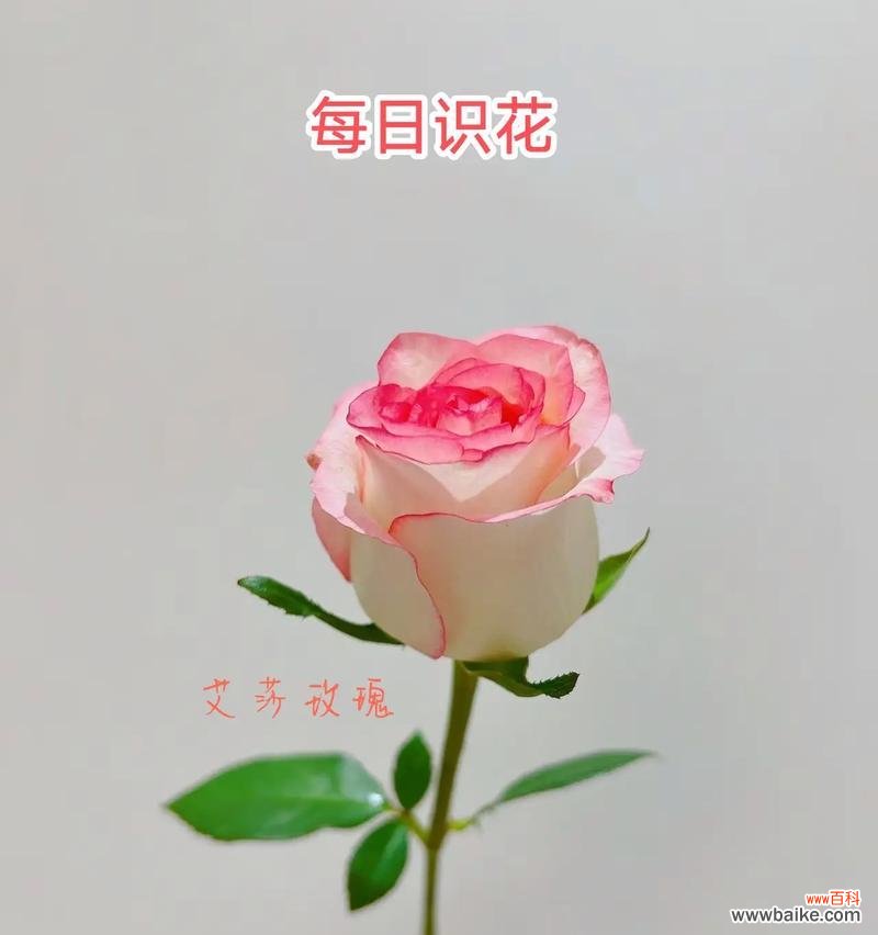 白色带灯玫瑰花代表什么？它的寓意是什么？