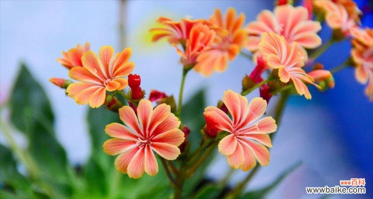 寓意是平安健康吉祥的花有哪些?它们各自代表什么?