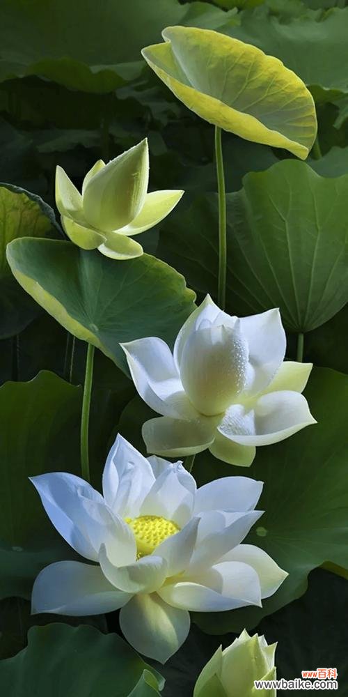 寓意是平安健康吉祥的花有哪些?它们各自代表什么?