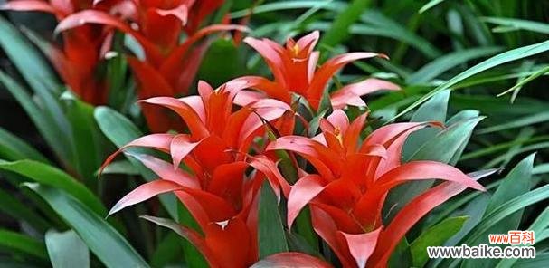 寓意是平安健康吉祥的花有哪些?它们各自代表什么?