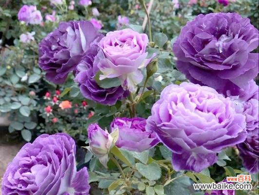 紫色的花通常表示什么意义？