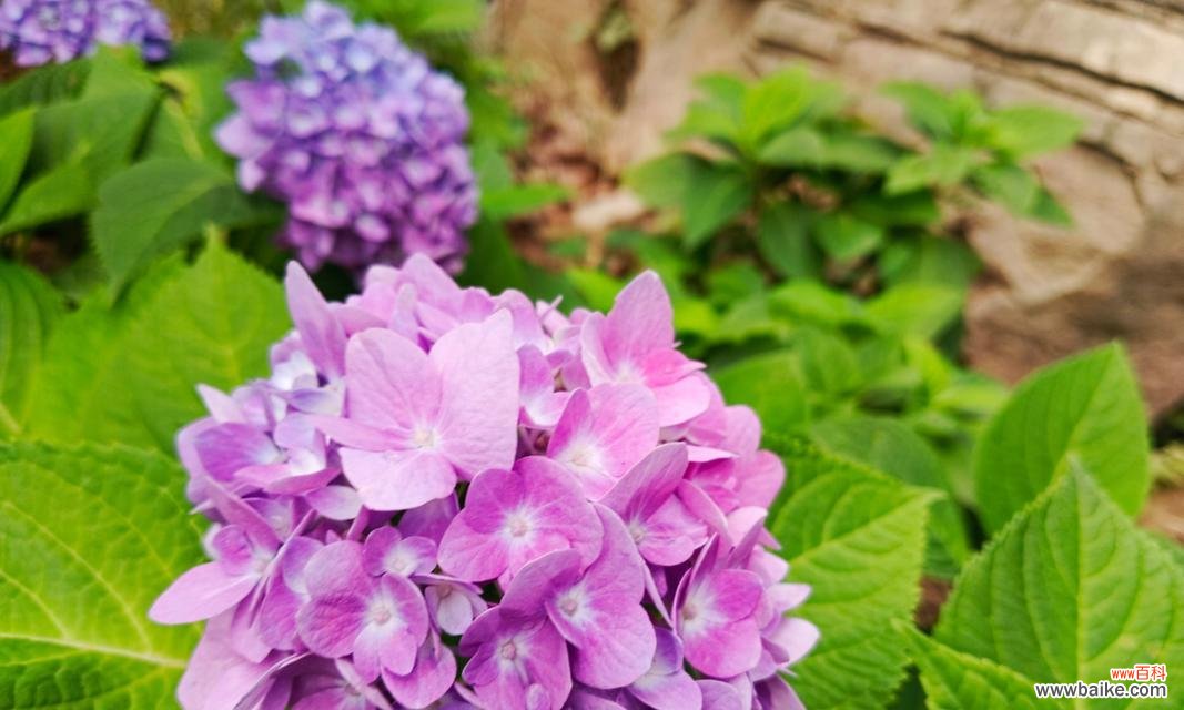 紫色的花通常表示什么意义？