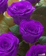 紫色的花通常表示什么意义？