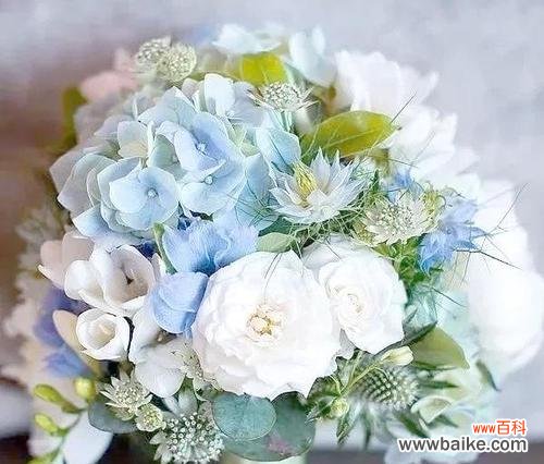 登记时手捧花的花语和寓意是什么?如何选择?