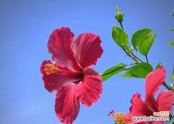 哪种花象征着成功?