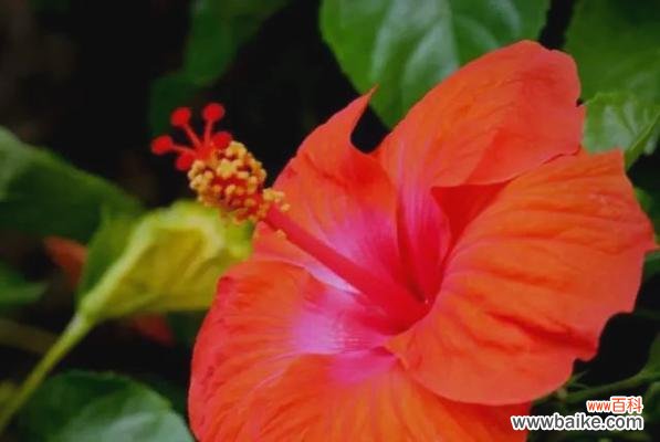 哪种花象征着成功?