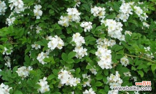 揭示荼蘼的深刻内涵及其对人生的启示 荼蘼花语与象征