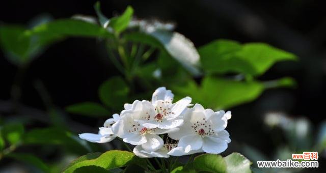 揭示荼蘼的深刻内涵及其对人生的启示 荼蘼花语与象征