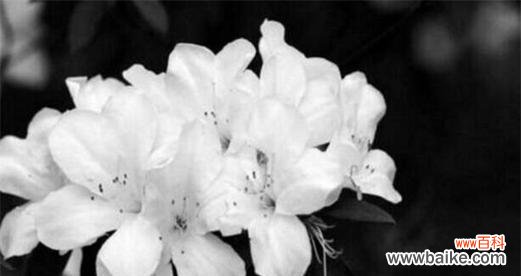 揭示荼蘼的深刻内涵及其对人生的启示 荼蘼花语与象征