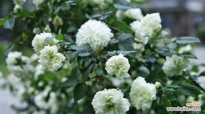 荼蘼花,永不放弃的力量之花 荼蘼花花语——爱与坚持的象征