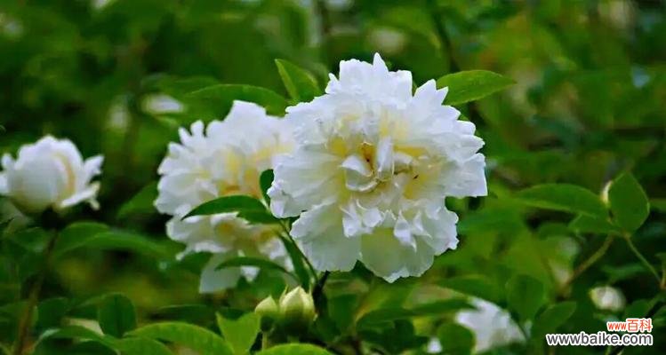 探究荼蘼花的传统意义和现代象征 荼蘼花的寓意与象征