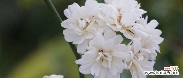 探究荼蘼花的传统意义和现代象征 荼蘼花的寓意与象征