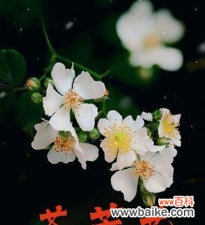 荼蘼花的寓意和象征意义 荼蘼花的花语——真爱永恒