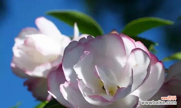 荼蘼花的寓意和象征意义 荼蘼花的花语——真爱永恒