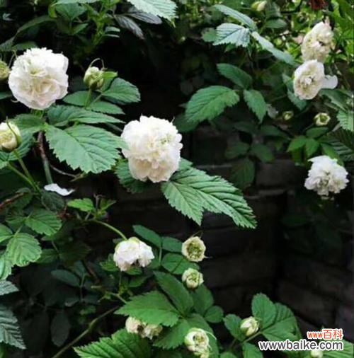 荼蘼花的寓意和象征意义 荼蘼花的花语——真爱永恒