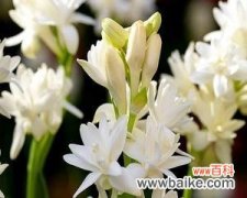 追寻美好与坚守希望的花语 晚香玉花的寓意与象征意义