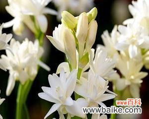 追寻美好与坚守希望的花语 晚香玉花的寓意与象征意义