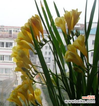 追寻美好与坚守希望的花语 晚香玉花的寓意与象征意义