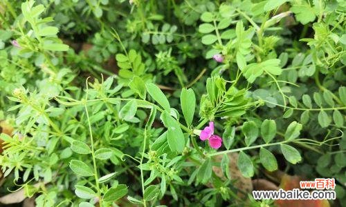 探寻豌豆花背后的花语密码 豌豆花语与意义