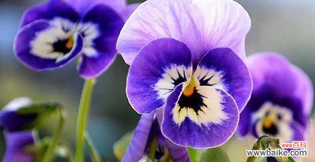 探寻豌豆花背后的花语密码 豌豆花语与意义