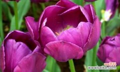 探寻高贵花卉的优雅魅力 高贵花之美——映射尊贵与典雅